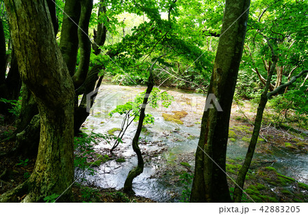 獅子ヶ鼻湿原 東北 秋田県 獅子ヶ鼻湿原 東北 秋田県 42883205