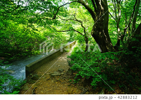 獅子ヶ鼻湿原　東北　秋田県 42883212