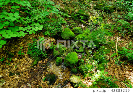 獅子ヶ鼻湿原　東北　秋田県 42883219