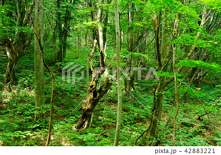 獅子ヶ鼻湿原　東北　秋田県 42883221