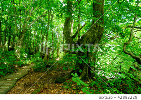 獅子ヶ鼻湿原 東北 秋田県 獅子ヶ鼻湿原 東北 秋田県 42883229