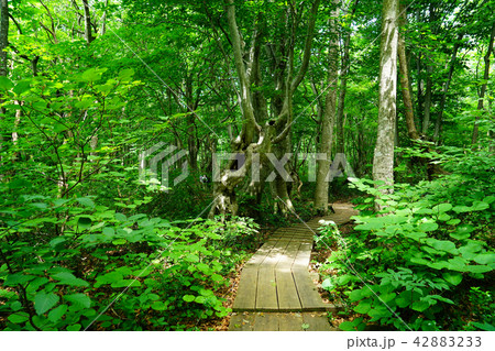 獅子ヶ鼻湿原 東北 秋田県 獅子ヶ鼻湿原 東北 秋田県 42883233