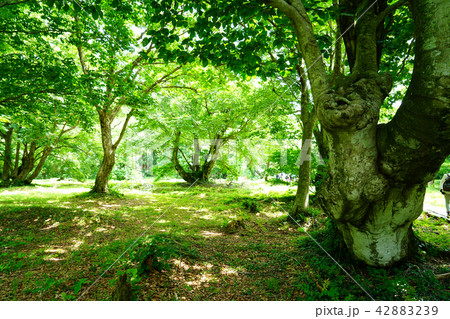 獅子ヶ鼻湿原 東北 秋田県 獅子ヶ鼻湿原 東北 秋田県 42883239