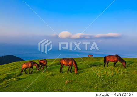 都井岬　夜明けの御崎馬　【宮崎県串間市】 42883457