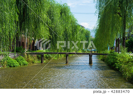京都 白川の柳の木(知恩院付近) 京都 白川の柳の木(知恩院付近) 42883470