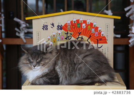 〔福井県越前市・御誕生寺にて〕おみくじ箱の上で就寝中の猫 42883736