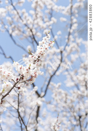 満開の白梅 満開の白梅 42883860