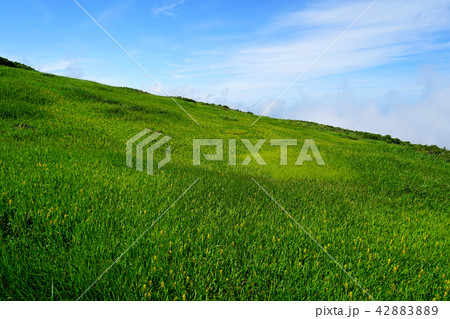 月山弥陀ヶ原　東北　山形県 42883889