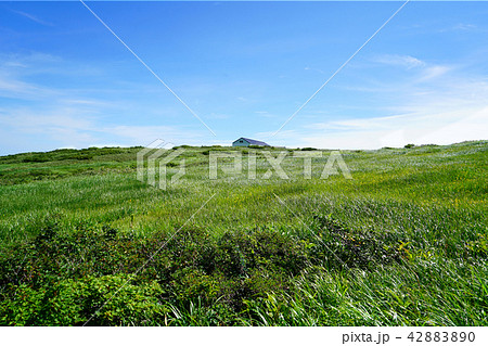 月山弥陀ヶ原 東北 山形県 月山弥陀ヶ原 東北 山形県 42883890
