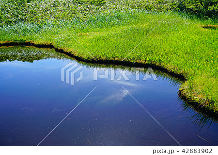 月山弥陀ヶ原　東北　山形県 42883902