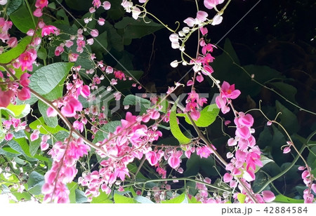 Mexican creepe (Antigonon leptopus) flower Mexican creepe (Antigonon leptopus) flower 42884584