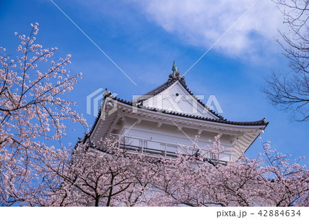 （神奈川県）小田原城、桜の季節 42884634