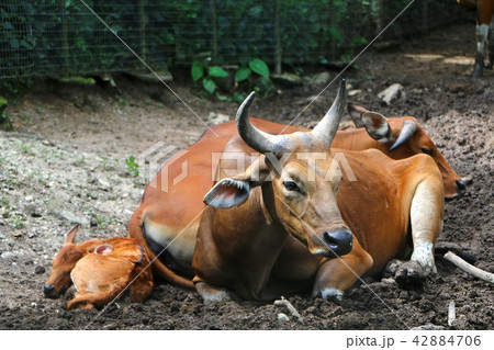 Banteng (Bos javanicus), also known as tembadau Banteng (Bos javanicus), also known as tembadau 42884706