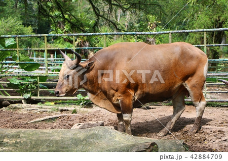 Banteng (Bos javanicus), also known as tembadau Banteng (Bos javanicus), also known as tembadau 42884709