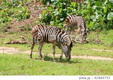 Zebras are several species of African equids  42884755