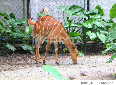 Nyala ( Tragelaphus angasii) 42884777