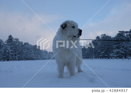 雪景色 雪景色 42884937