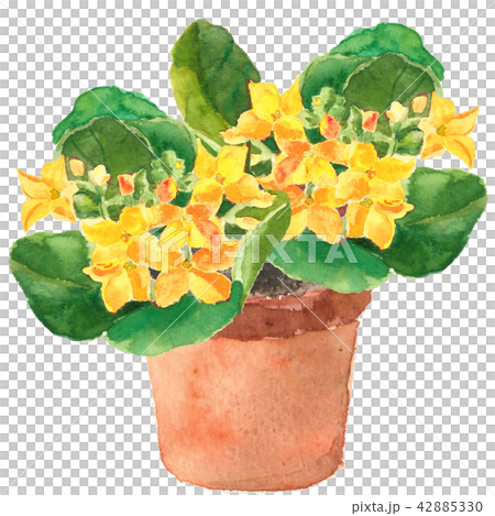 カランコエ イエローの 鉢植【手描き水彩画】白バック 透過背景  42885330