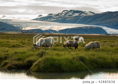 sheep in a field and Vatnajokull glacier Iceland sheep in a field and Vatnajokull glacier Iceland 42885638