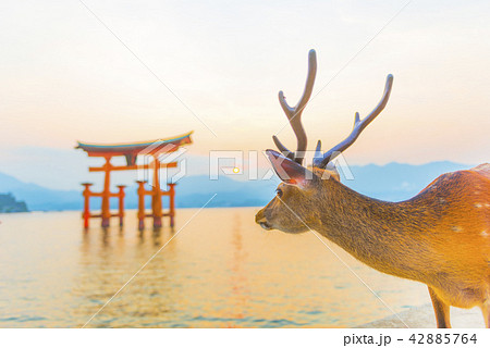 広島 宮島の鹿の写真素材