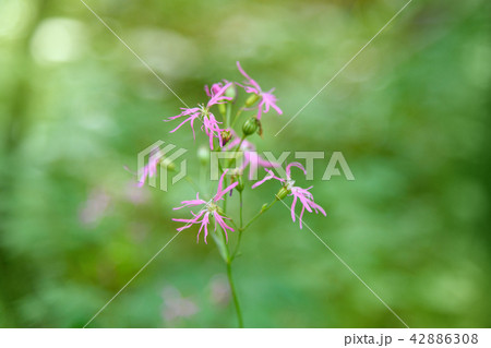 Pink Lychnis flos cuculi flower 42886308