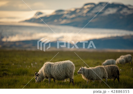 sheep in a field at Vatnajokull glacier Iceland sheep in a field at Vatnajokull glacier Iceland 42886355