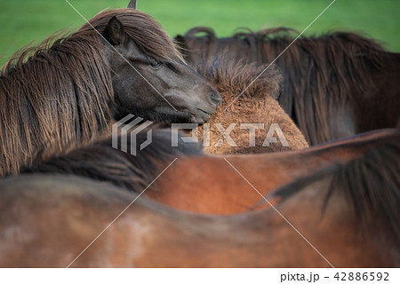 Icelandic Horses in summer Iceland 42886592
