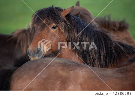 Icelandic Horses in summer Iceland 42886593
