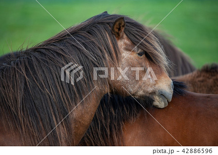 Icelandic Horses in summer Iceland Icelandic Horses in summer Iceland 42886596