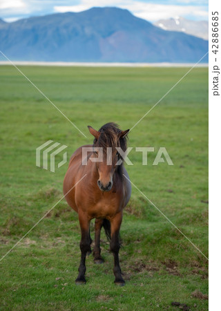 Icelandic Horses in summer Iceland 42886685