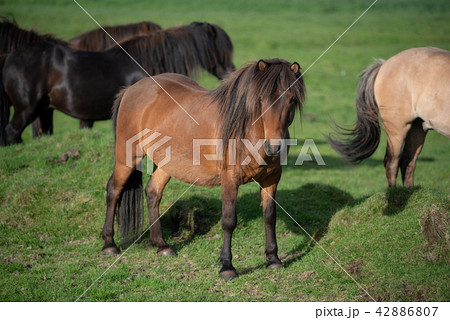 Icelandic Horses in summer Iceland 42886807