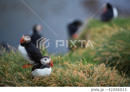 Atlantic Puffin in Borgarfjordur eystri Iceland 42886813