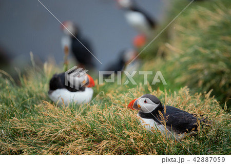Atlantic Puffin Borgarfjordur eystri Iceland Atlantic Puffin Borgarfjordur eystri Iceland 42887059
