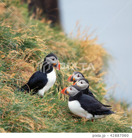 Atlantic Puffin Borgarfjordur eystri Iceland Atlantic Puffin Borgarfjordur eystri Iceland 42887060