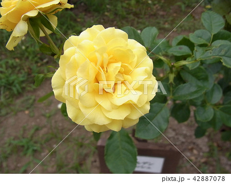 バラ　ゴールデン・フラッシュ Golden Flash 42887078