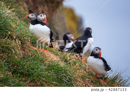 Atlantic Puffin in Borgarfjordur eystri ,Iceland. 42887133