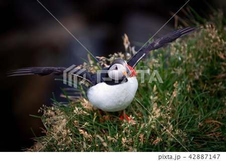 Atlantic Puffin in Borgarfjordur eystri ,Iceland. 42887147