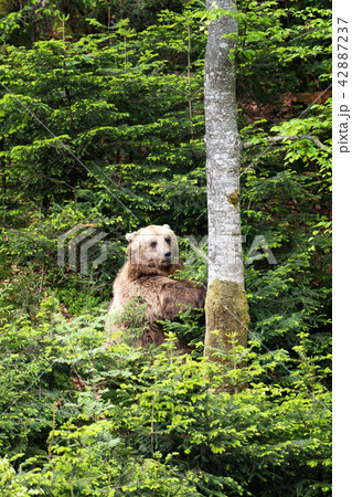 European brown bear in a forest landscape European brown bear in a forest landscape 42887237