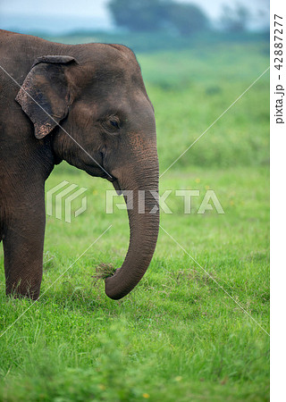 Elephants in National Park of Sri Lanka Elephants in National Park of Sri Lanka 42887277