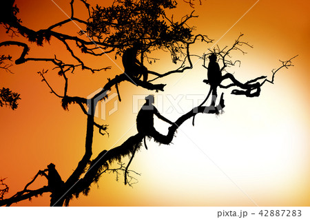 Silhouette of a monkey 42887283