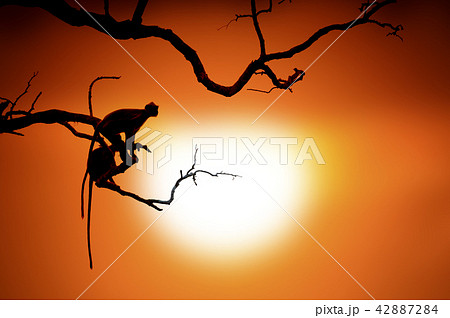 Silhouette of a monkey 42887284