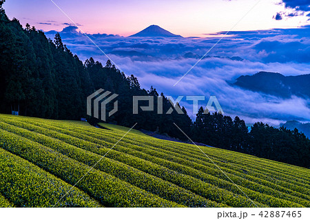 《静岡県》富士山と大雲海 42887465