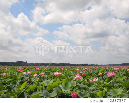 宮城県登米市 長沼はす祭り 宮城県登米市 長沼はす祭り 42887577