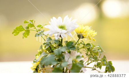 white and yellow flower on summer background white and yellow flower on summer background 42888377