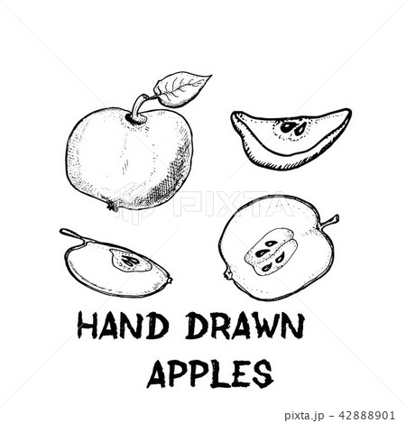 Apples Apple Slices Sketches Of Fruits Stock Illustration 41