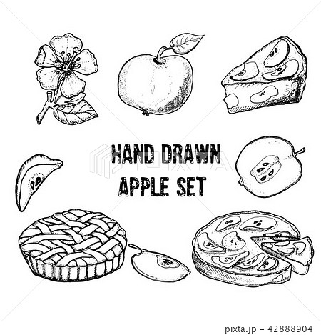 Apples Apple Slices Sketches Of Fruits のイラスト素材 44