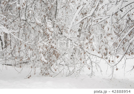 Winter landscape with a park 42888954