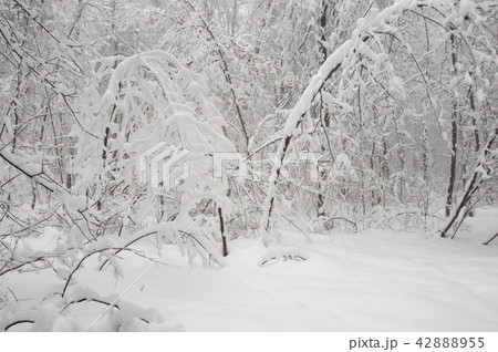 Winter landscape with a park Winter landscape with a park 42888955