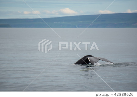 Humpback whale. Whale watching in Husavik ,Iceland 42889626
