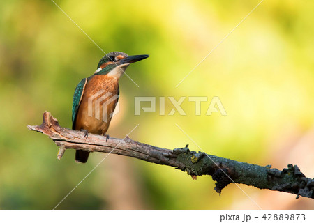 Kingfisher or Alcedo atthis perches on branch Kingfisher or Alcedo atthis perches on branch 42889873